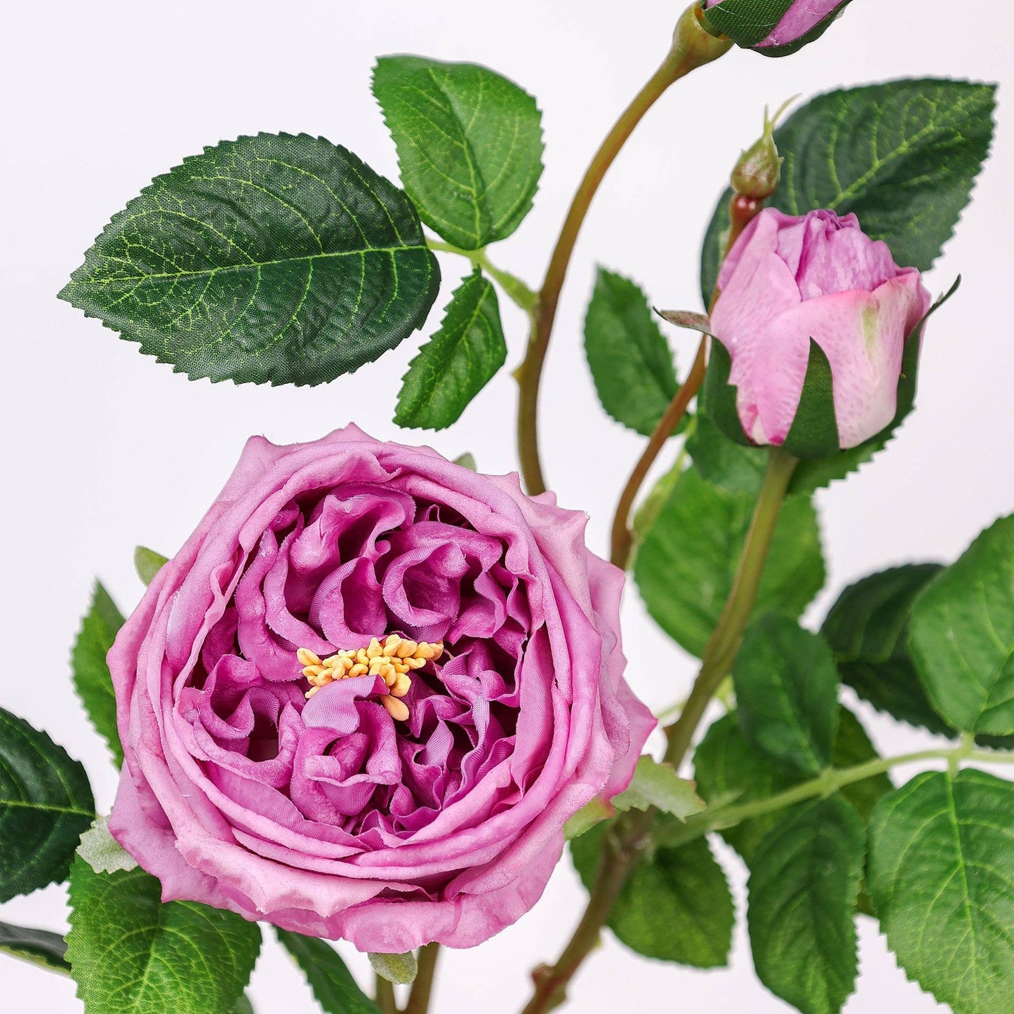 30" 3-Head Real touch English Austin Cabbage Rose Stem