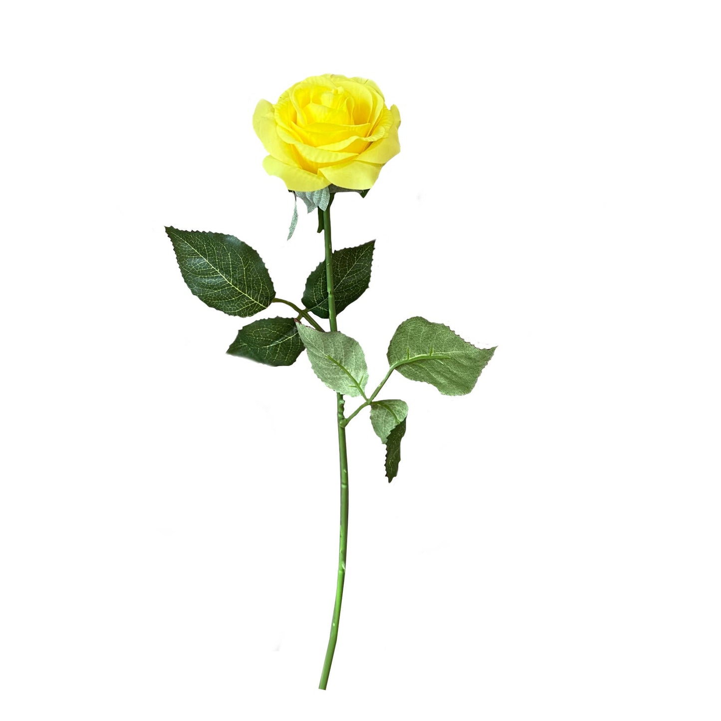 17"Medium bloom rose stem-Moisturized Coating Fresh-Cut Fee