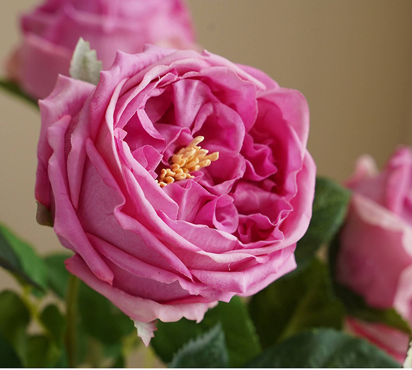17" Premium Real Touch English Austin Cabbage Rose Stem