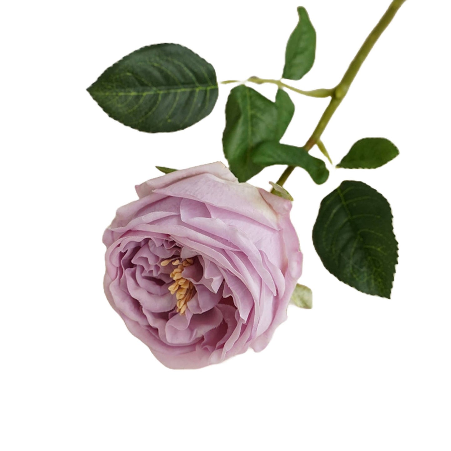 17" Premium Real Touch English Austin Cabbage Rose Stem
