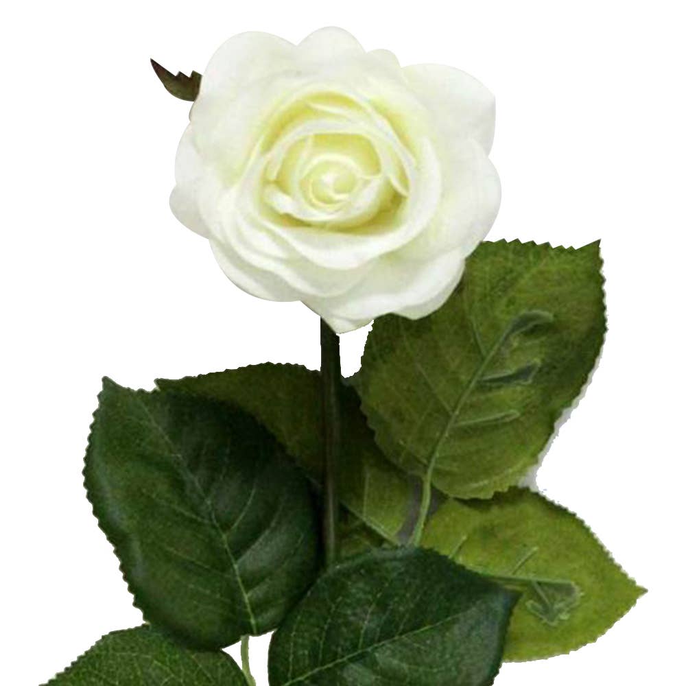 17"Medium bloom rose stem-Moisturized Coating Fresh-Cut Fee