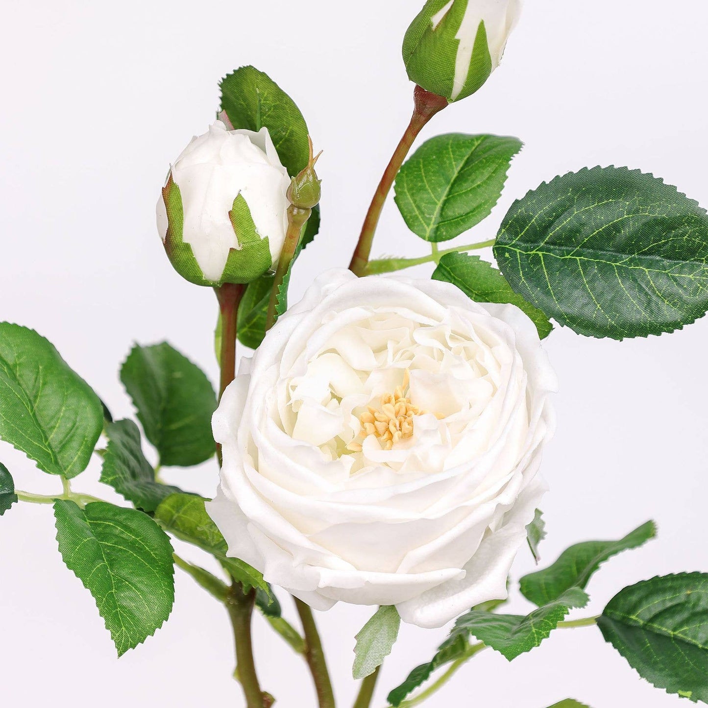 30" 3-Head Real touch English Austin Cabbage Rose Stem