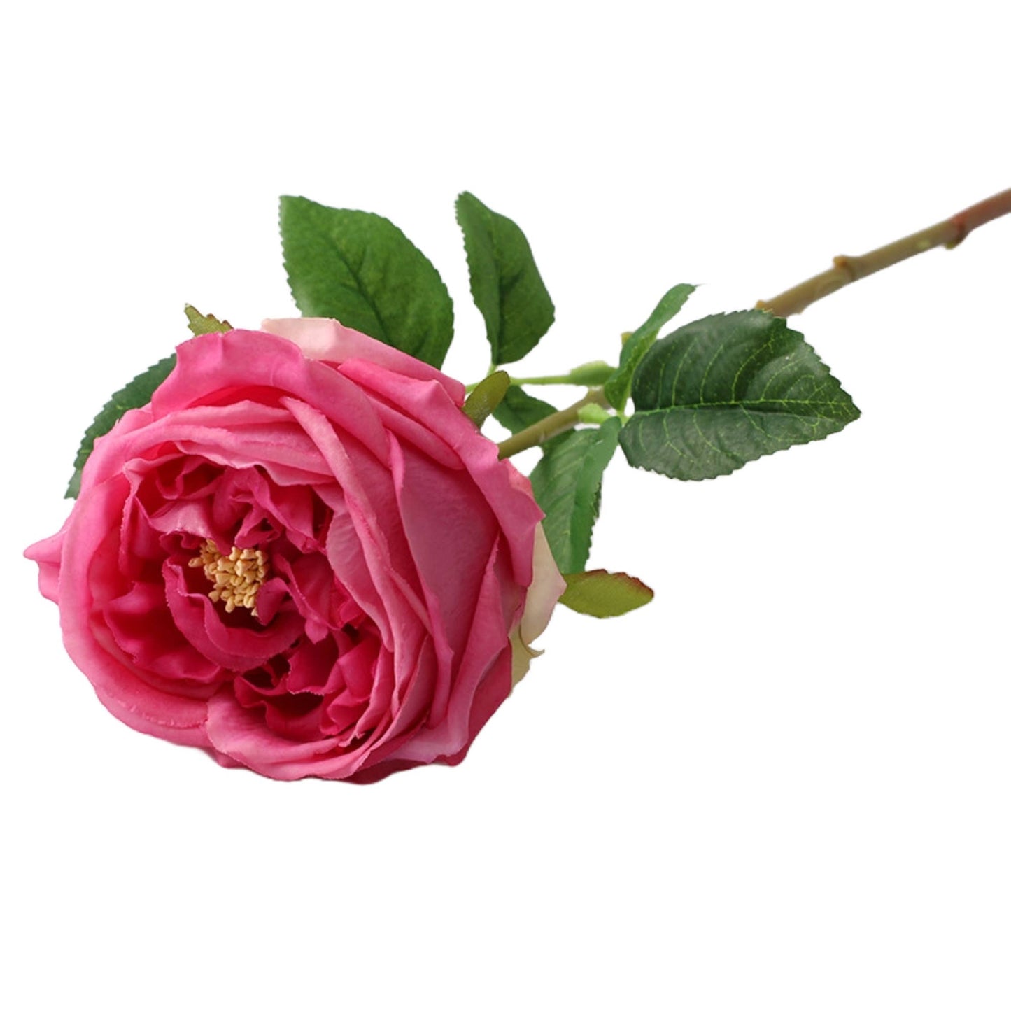 17" Premium Real Touch English Austin Cabbage Rose Stem