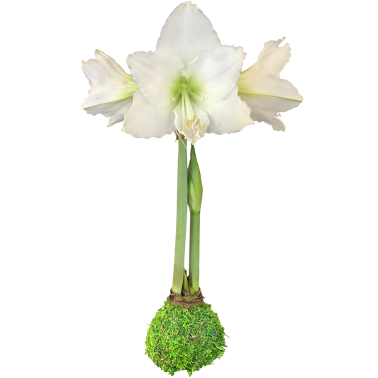 White Flower Moss Base Amaryllis Bulb