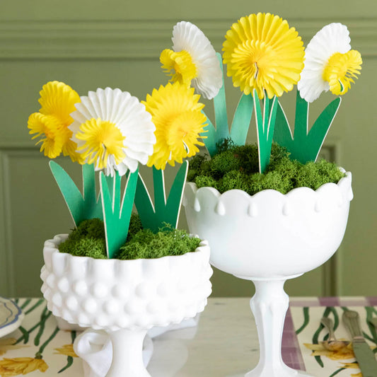 Daffodils | Hester and Cook