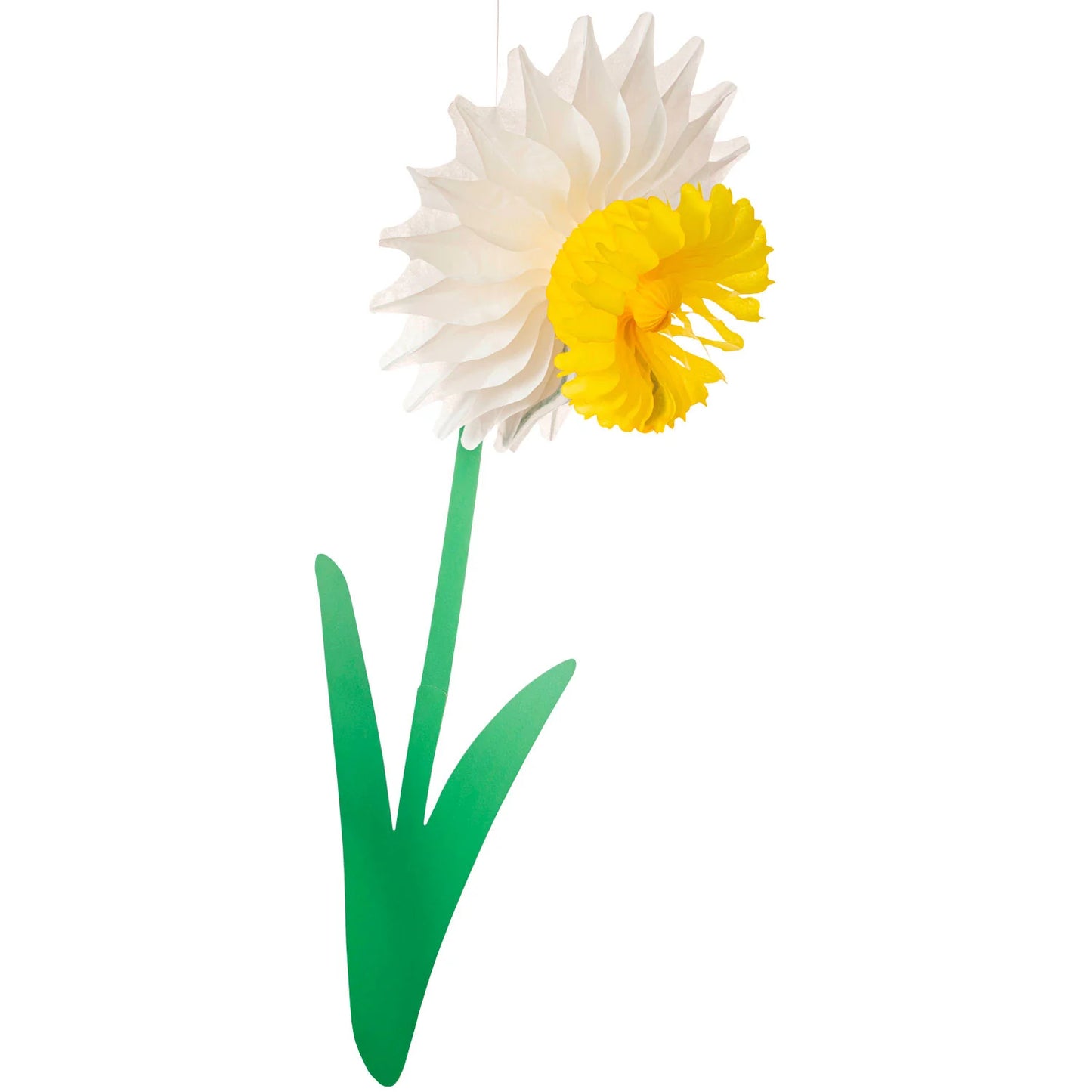 Daffodils | Hester and Cook