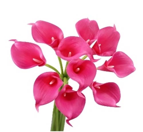 Pack of 10 calla lilies-Pink Theme